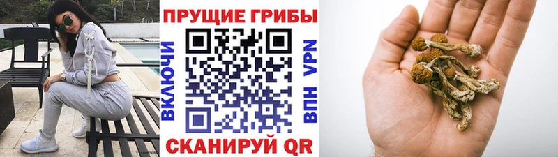 закладка Орехово-Зуево Галлюциногенные грибы прущие грибы